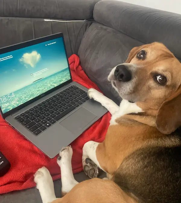 Rocky, mascotte de La Bande à Rocky, prêt à répondre à votre demande de contact
